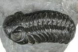 Cluster Of Three Trilobites (Hollardops & Austerops) - Ofaten, Morocco #365714-5